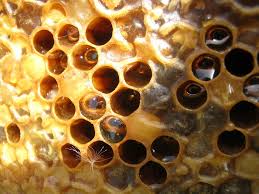 Miel de Abeja - 	Panafruit S.A