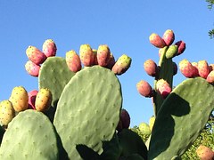 Tuna - Comercializadora Mexicana de Legumbres