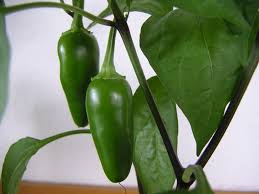 Chile - Casco Produce
