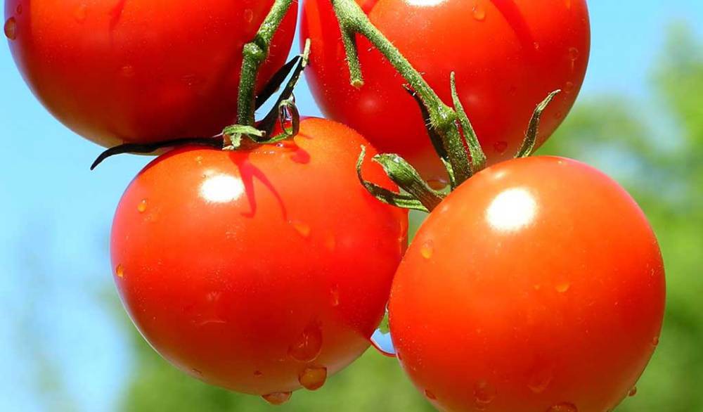 Tomate - Marsol Fruits Spain