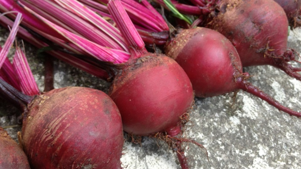 Beetroot - Agrícola Nueva Era