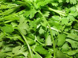Cilantro - Agroaltima