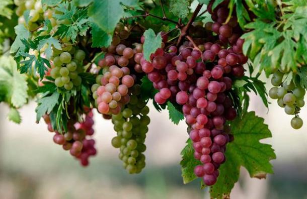 Uva - Messina francesco srl