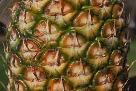Piña - TIERRA DEL CARIBE, S.A