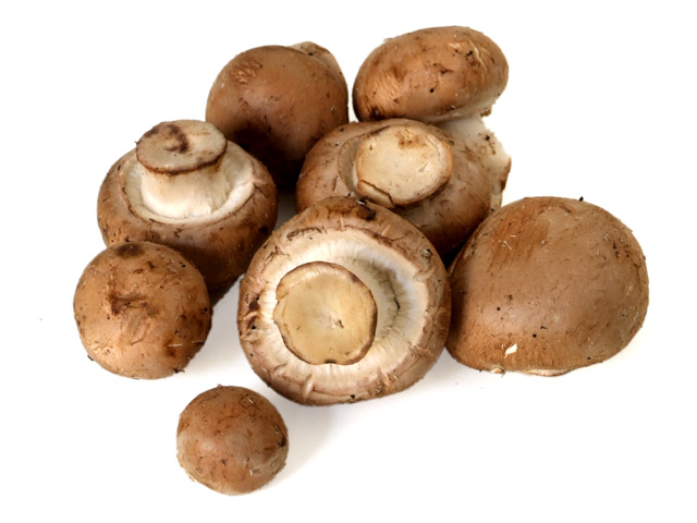 Setas - MARINI AZZOLINI TARTUFI DI MARINI GIANCARLO E C. S.N.C