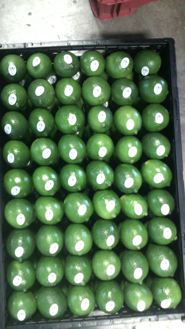 Limón Persa - Global Fresh Produce SA de CV