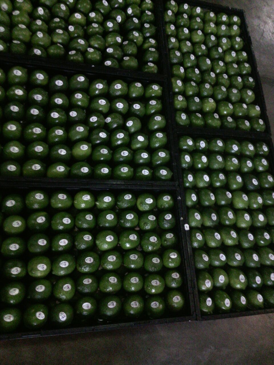 Limón - Global Fresh Produce SA de CV