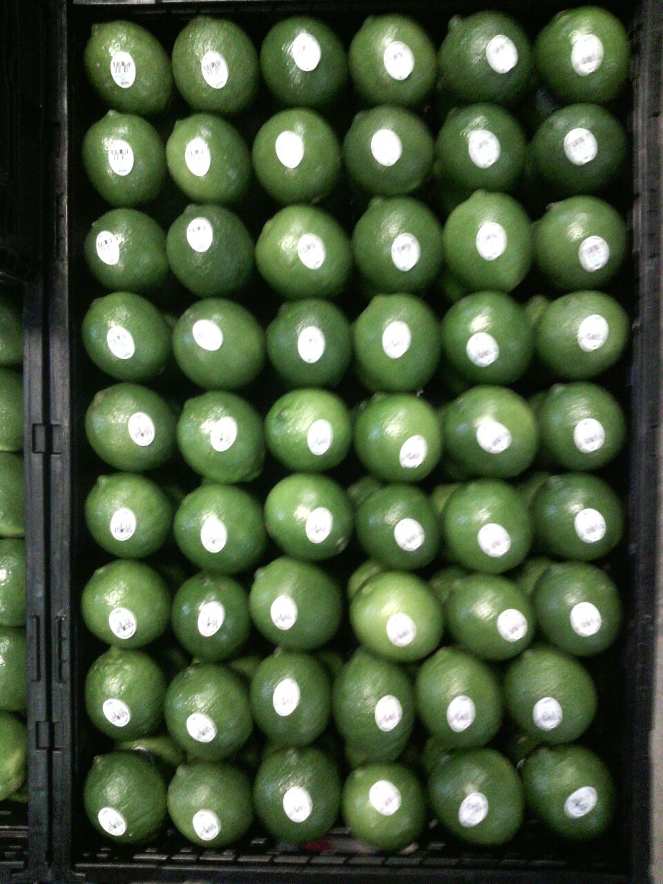 Limón - Global Fresh Produce SA de CV
