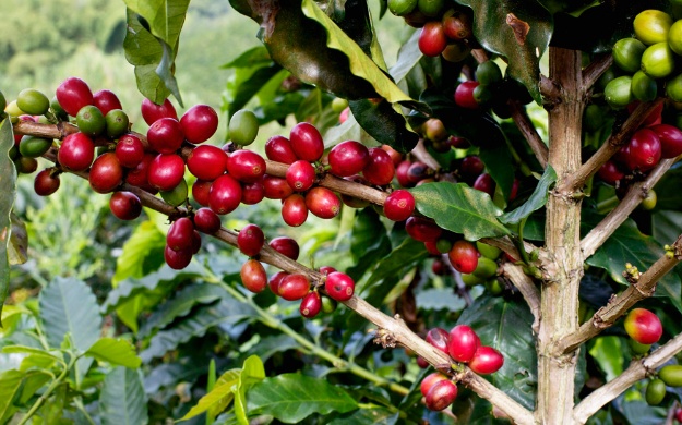 Café en Cooperativa Cafetalera Capucas Limitada (COCAFCAL) de Honduras ...