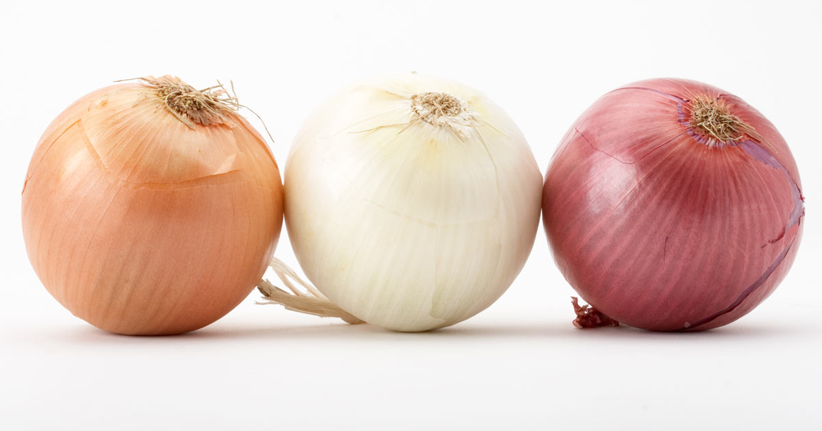 Cebolla - CEBOLLAS MARCHITE