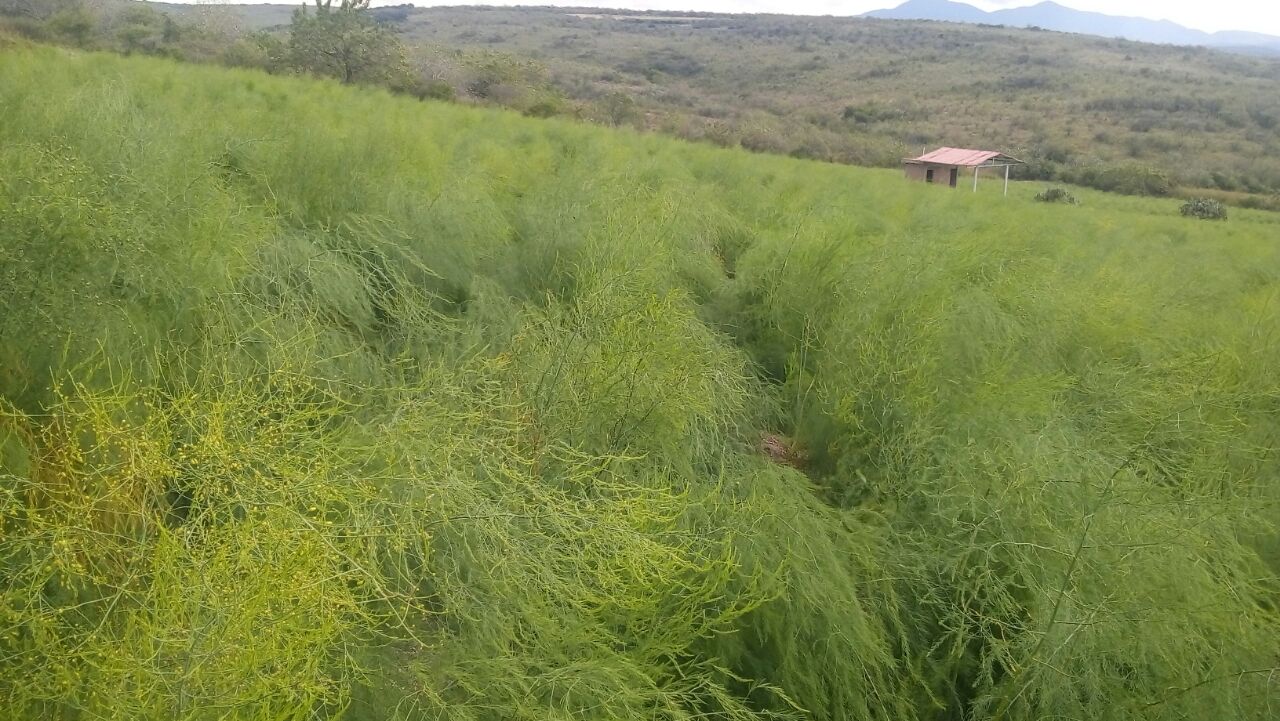  Asparagus - JUAN COLORADO AGRONEGOCIOS SPR DE RL DE CV