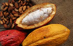 Cacao  - Cosecha Partners SA