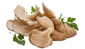 Setas - Agricola La Robleria