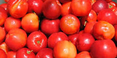 Acerola  - Brazilian Fruits Exports