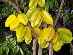 Star Fruit - Brazilian Fruits Exports