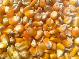 Corn - Veguarc SA