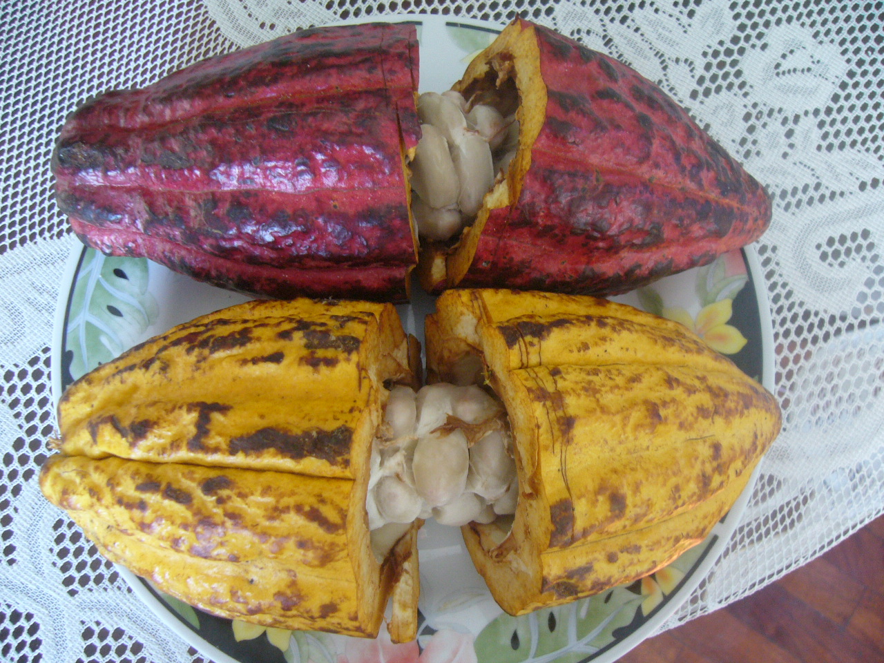 Cacao  - Llapan Miki SAC