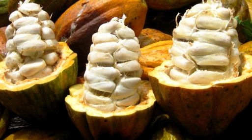 Cacao  - Hanfa Inversiones, S. de R.L