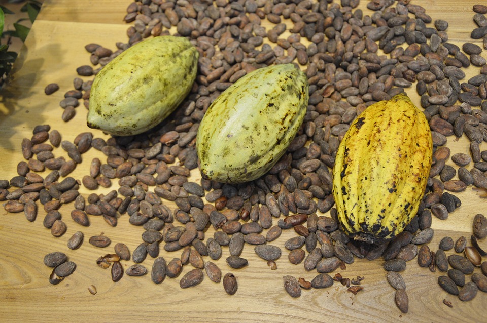 Cacao  - Unión de Organizaciones Campesinas Cacaoteras UNOCACE