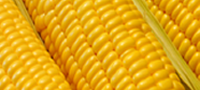 Maíz - AGRO EXPORTADORA EL CAMAN, S.A