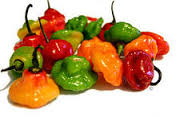 Chili pepper - M.H. Malik Produce LTD