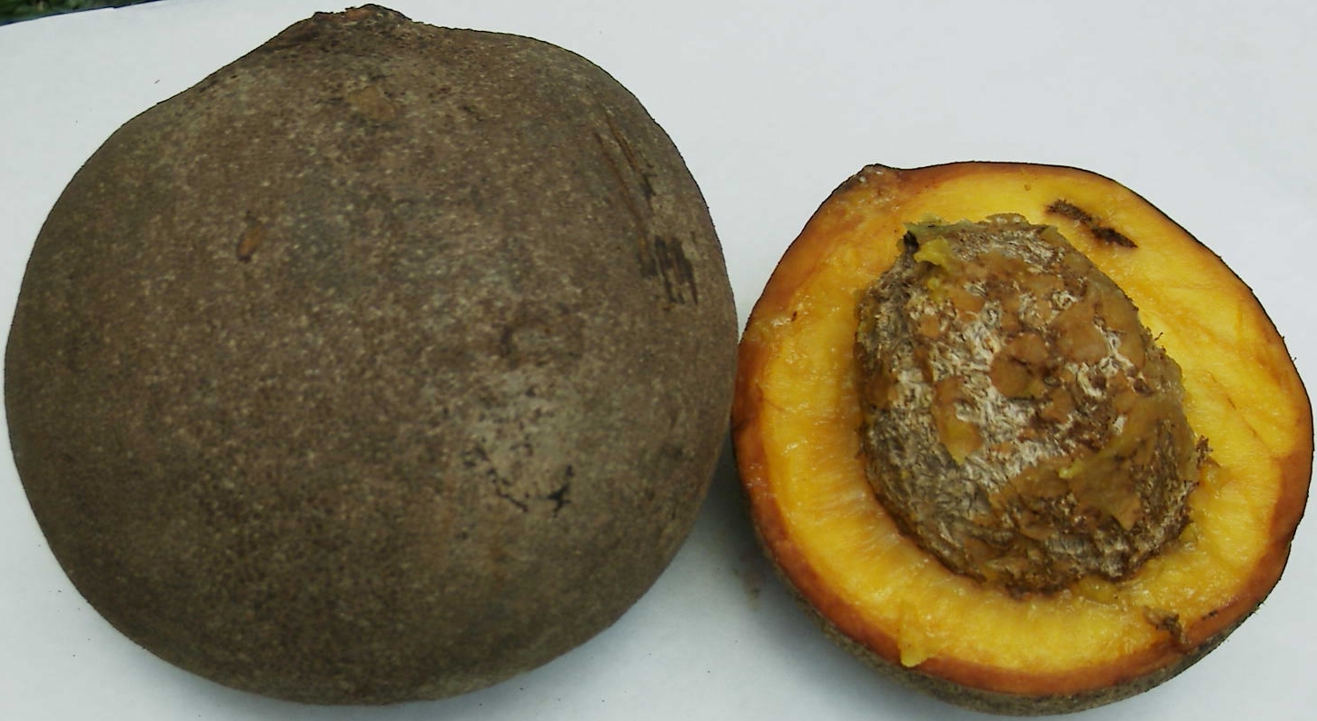 Mamey - Viajero Produce