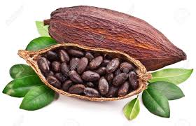 Cacao  - Tropical Fruits Export Co Ltd