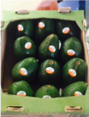 Avocado Hass - AJR Comercio Exterior