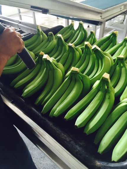 Banana Macho - AJR Comercio Exterior