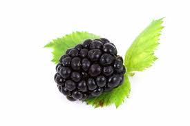 Blackberry - CAMPOBERRY ,S.L.