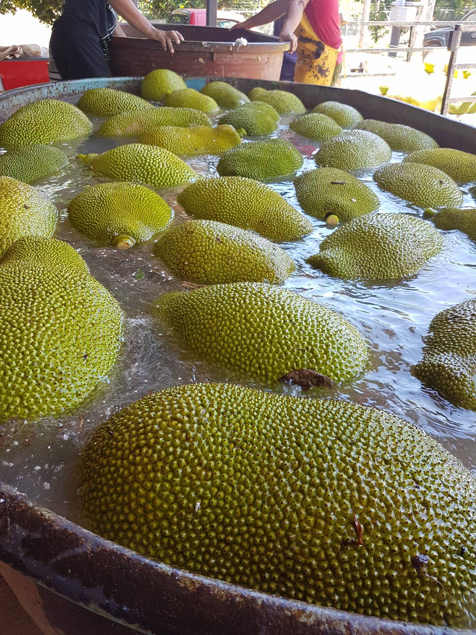 Jackfruit - PRODUCTOS AGRICOLAS MARAMPO S.P.R DE R.L