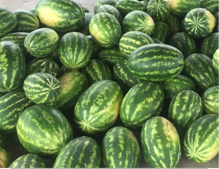 Watermelon - D&N Agricola