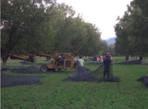 Nuez Pecana - Integradora de Productores de Nuez de la Región de Nazas SA de CV