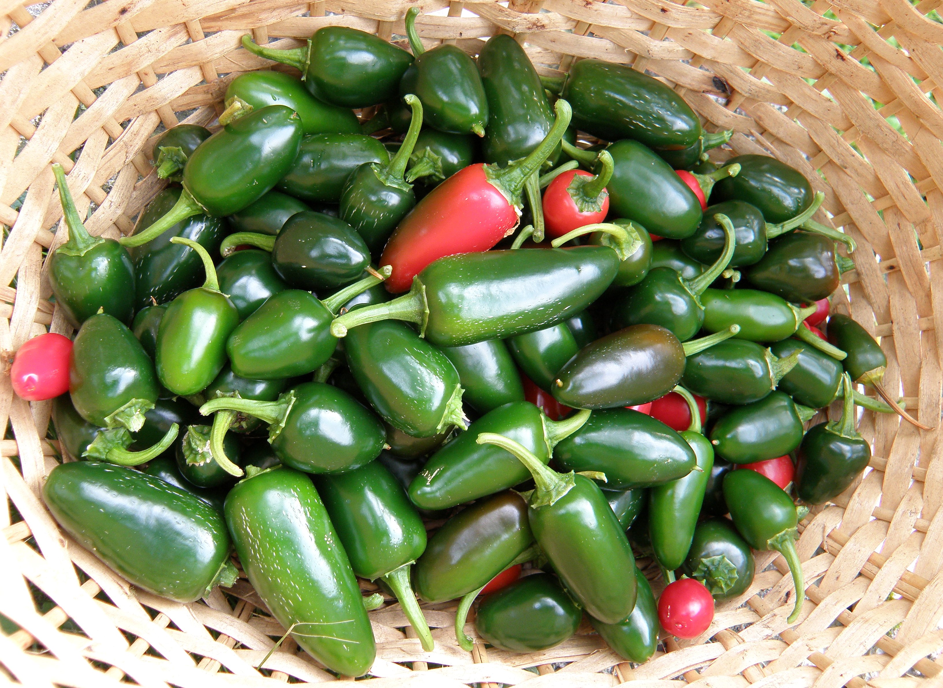 Chile Jalapeno - Productos Selectos Marroko