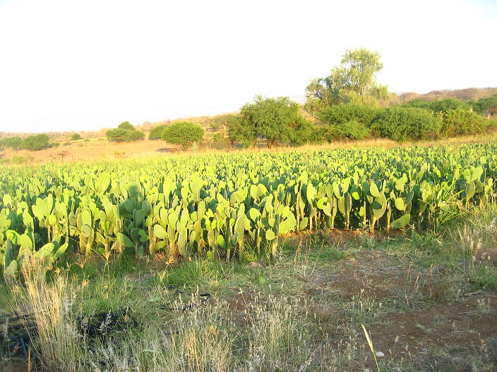 Nopal - Roberto Vera Rentería