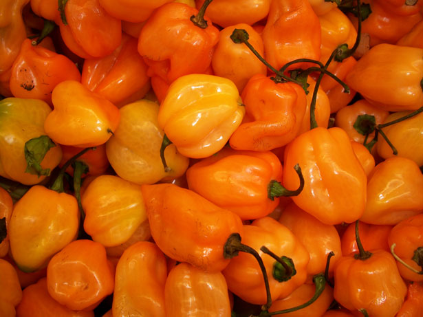 Chile Habanero - Productos Selectos Marroko