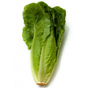 Lechuga - Alta Native S.L