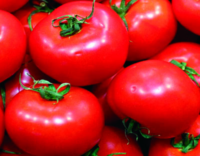 Tomato - Productos Selectos Marroko