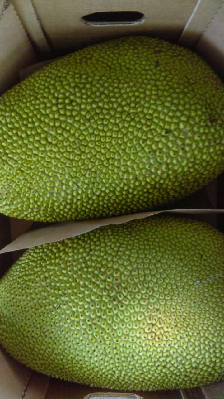 Jackfruit - PRODUCTOS AGRICOLAS MARAMPO S.P.R DE R.L