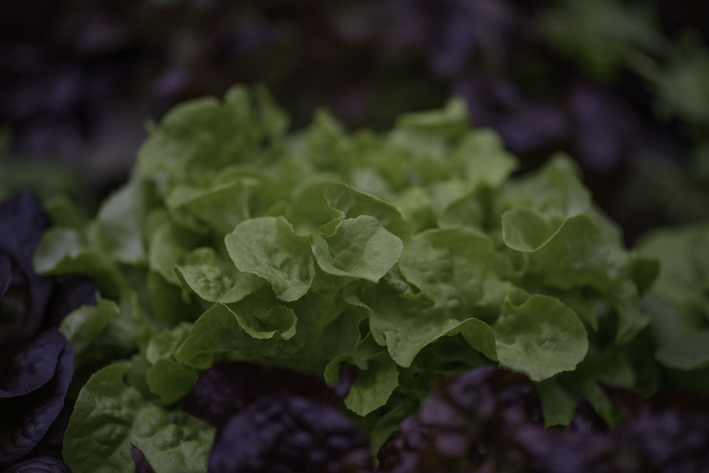 Lettuce - Batavia Cultivos Hidróponicos