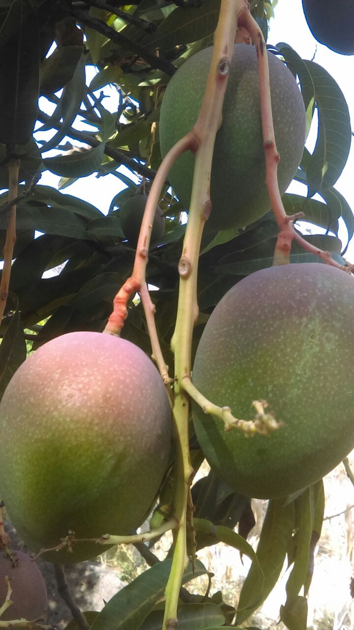 Mango  - Peruvian Trade Export & Import EIRL