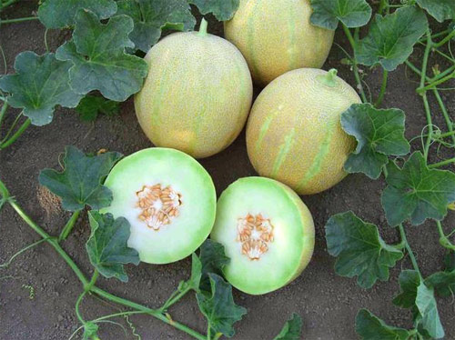 Melon - Domaine Agricole de Néma