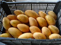 Mango Ataulfo - Congeladora Anáhuac