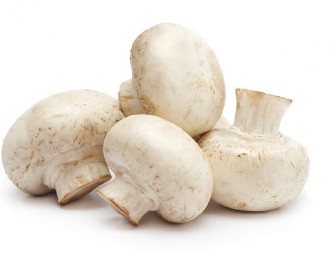 Oyster Mushroom - Hansarang Co., Ltd