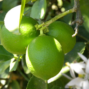 Lemon  Persian - Yalcachimba, S.A