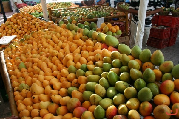 Mango Orgánico  - Grupo Geansa