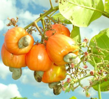 Anacardo - ASOCIACION COOPERATIVA DE PRODUCCION AGROPECUARIA Y SERVICIOS MULTIPLES LA MARAÑO