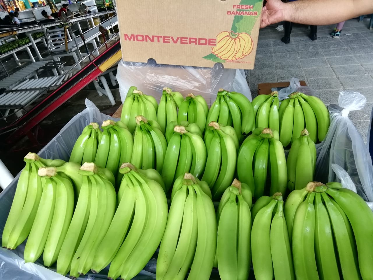 Banana - SMART SHIPPING & FRUIT SRL