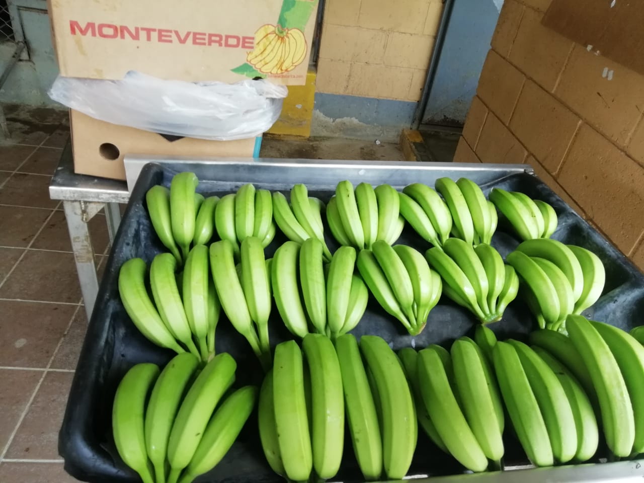 Banana - SMART SHIPPING & FRUIT SRL