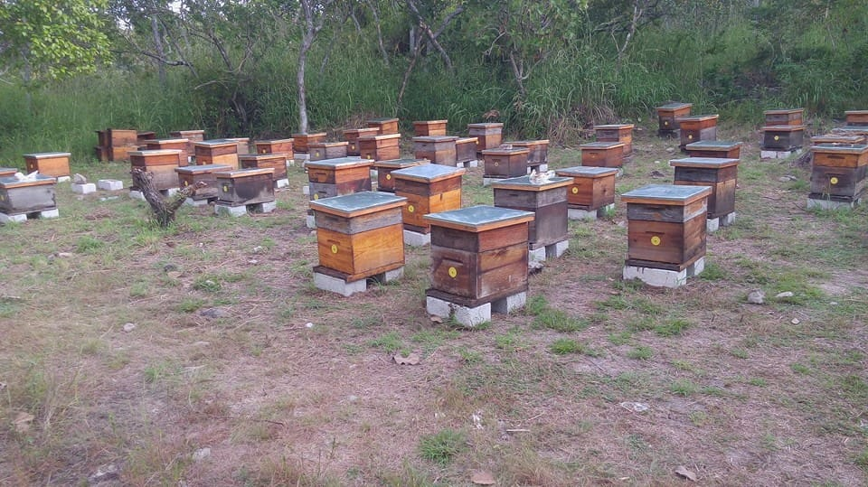 Honey Bee - Oaxaca Dulce